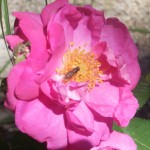 DSCF0144