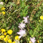 DSCF0285