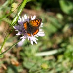 DSCF0288