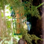 DSCF1407