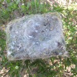DSCF8001