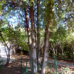 DSCF8086