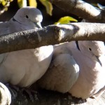 DSCF8224
