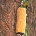 DSCF8906