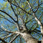 DSCF9484